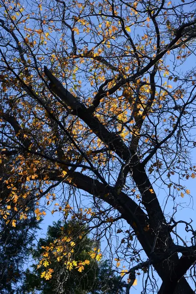 DSC_5083 (Large).JPG